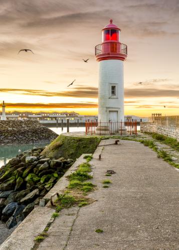 VOL DE MOUETTES A LA COTINIÈRE