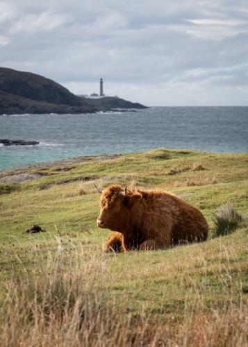 Highland Cow, Ecosse