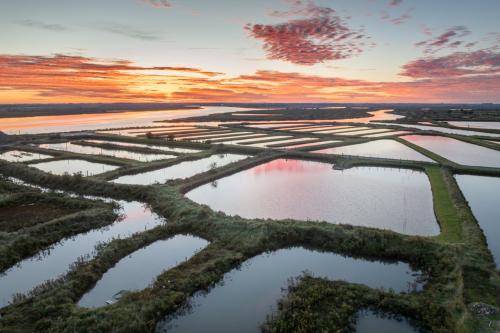Claires de Mornac sur Seudre