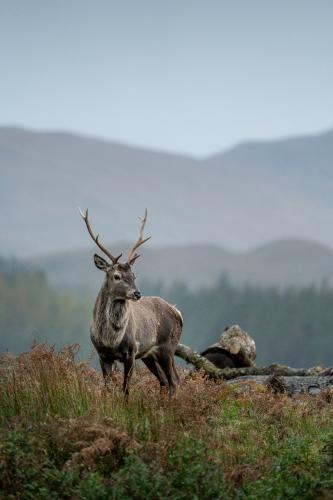 Cerf écossais