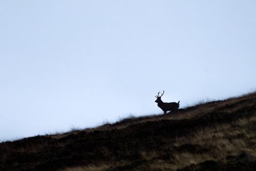 Le cerf écossais